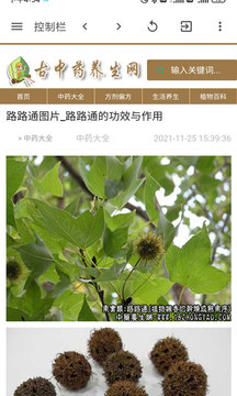 古中药养生网截图(1)